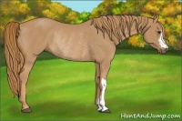Horse Color:Chestnut Rabicano 
