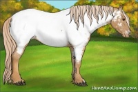 Horse Color:Chestnut Appaloosa 