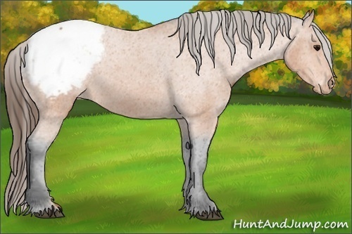Horse Color: Bay Snowcap 