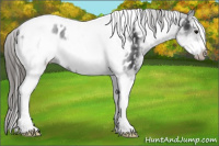 Horse Color:White Spotted Black Splash Tobiano Frame Appaloosa