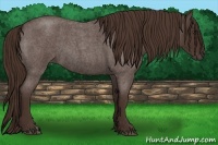 Horse Color:Liver Red Roan 