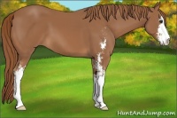 Horse Color:Chestnut Sabino