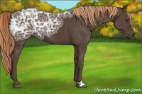 Horse Color:Liver Chestnut Ice 