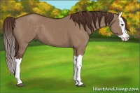 Horse Color:Liver Red Dun Splash