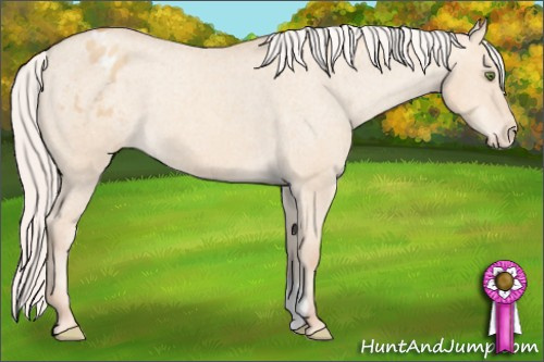 Horse Color: Silver Sable Champagne Dun Blanket 