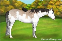 Horse Color:Bay Dun Splash Rabicano 