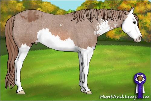 Horse Color: Liver Chestnut Sabino Splash Blanket 