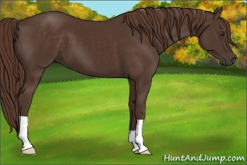 Horse Color: Liver Chestnut 