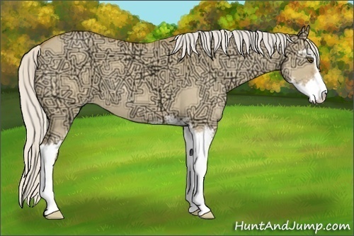 Horse Color: Silver Buckskin Ice Roan Dun Sabino 