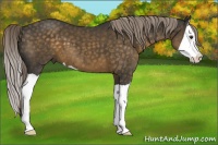 Horse Color:Chocolate Palomino Splash 