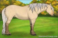 Horse Color:Silver Buckskin Dun 