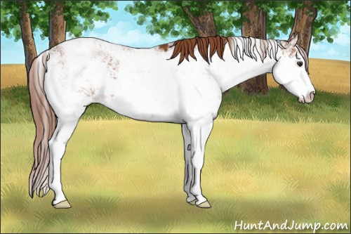 Horse Color:Liver Chestnut Sabino