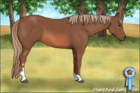 Horse Color:Chestnut Sabino