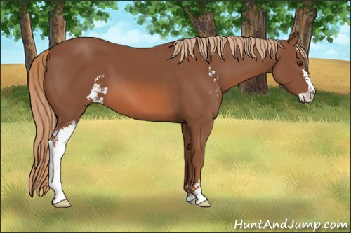Horse Color: Chestnut Sabino 