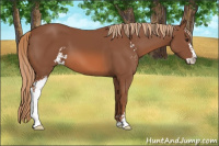 Horse Color:Chestnut Sabino