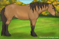 Horse Color:Buckskin 