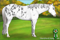Horse Color:Black Ice Appaloosa