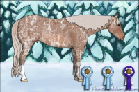 Horse Color:Silver Bay Ice Rabicano 