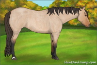 Horse Color:Bay Roan Dun Rabicano