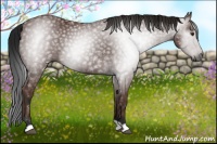 Horse Color:Gray Bay 