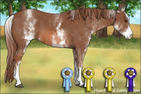 Horse Color:White Spotted Chestnut