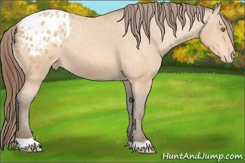 Horse Color: Amber Champagne Blanket 