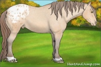 Horse Color:Amber Champagne Appaloosa 