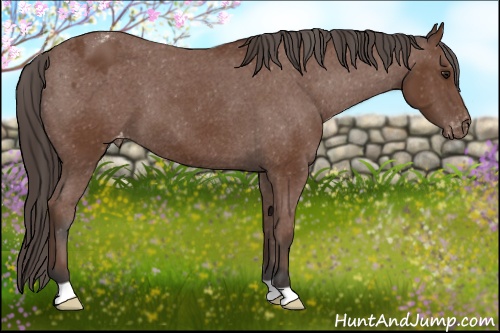 Horse Color: Bay Varnish 
