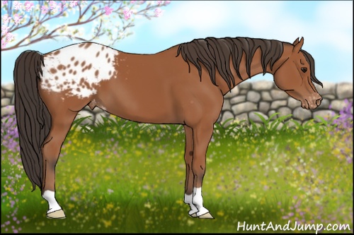 Horse Color: Bay Blanket 