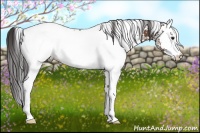 Horse Color:White Spotted Bay 