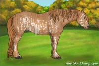 Horse Color:Chestnut Splash Frame Brindle