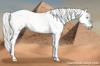 Horse Color:Gray Silver Amber Cream Champagne Roan Dun Splash Tobiano Frame Appaloosa Rabicano 
