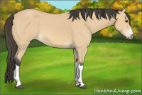 Horse Color:Buckskin 