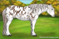 Horse Color:Liver Chestnut Splash Appaloosa 