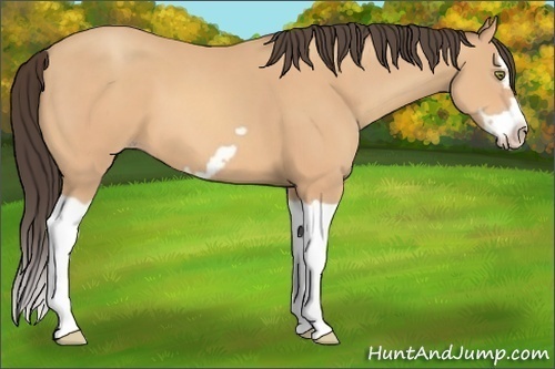 Horse Color:Amber Champagne Splash Frame 