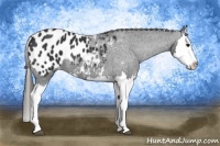 Horse Color:Black Splash Appaloosa 