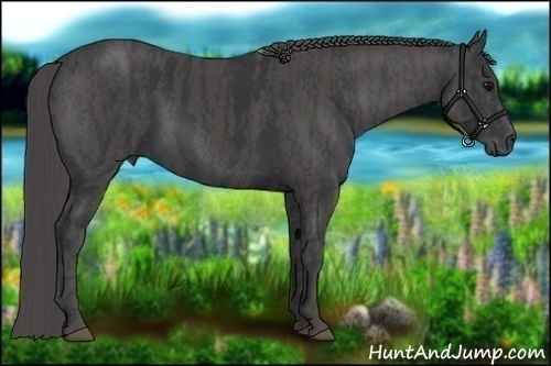Horse Color:Black  Brindle