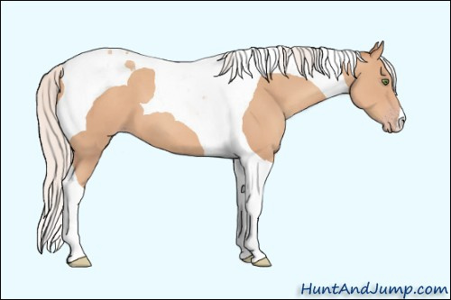 Horse Color: Unknown 