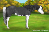 Horse Color:Brown Roan Splash 