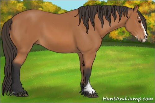 Horse Color: Bay Sabino 
