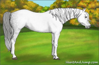Horse Color:Gray Black 