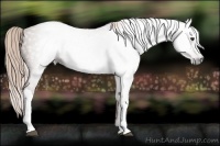 Horse Color:Gray Chestnut 