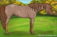 Horse Color:Red Roan