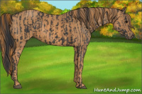 Horse Color:Brown Rabicano Brindle