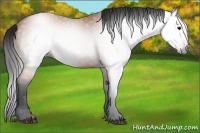 Horse Color:Gray Bay 