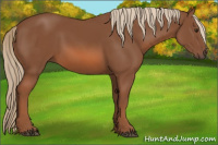 Horse Color:Liver Chestnut 