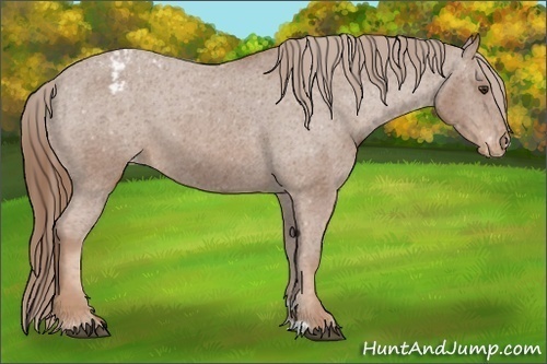 Horse Color: Unknown 