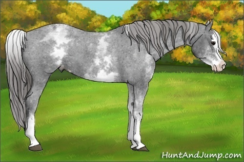 Horse Color:White Spotted Black Splash Varnish 