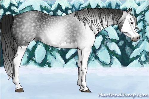 Horse Color:Gray Black Splash