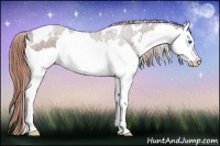 Horse Color:White Spotted Liver Chestnut Splash 